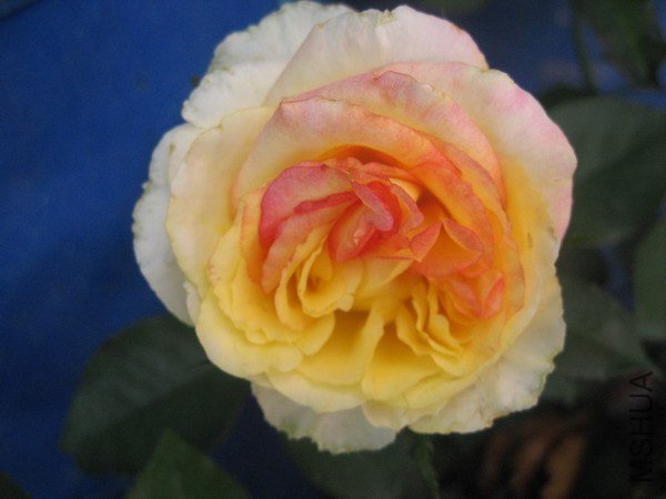 IMG_6585xx.jpg