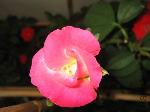 IMG_6775xx.jpg