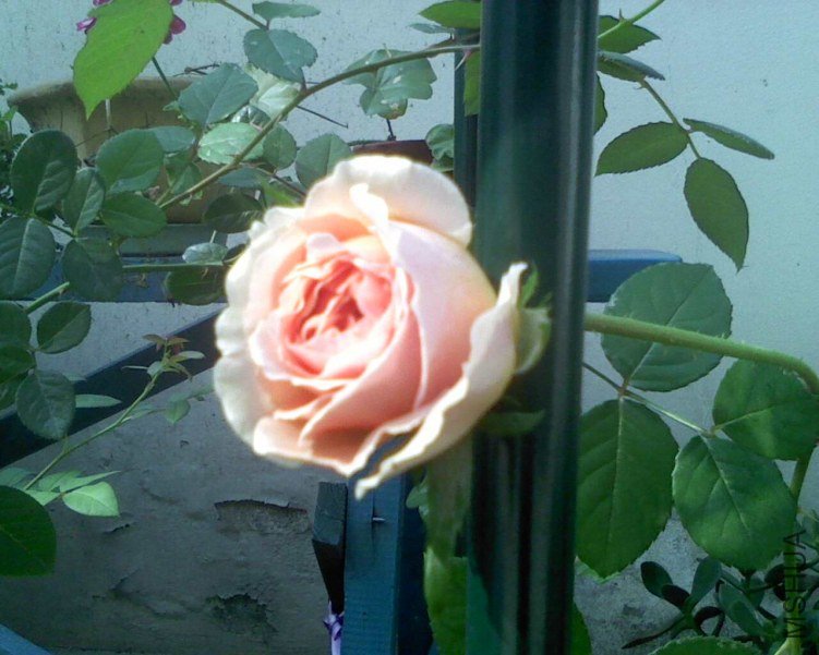 IMG0923091300.jpg
