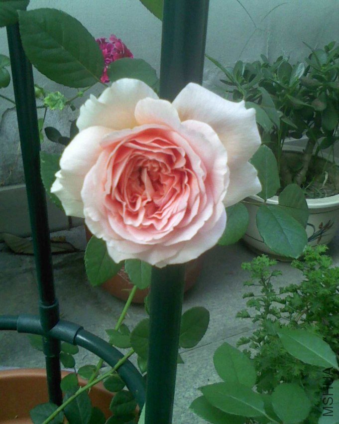 IMG0924073500.jpg