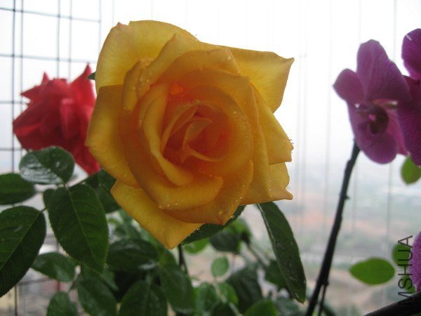 IMG_5750xx.jpg