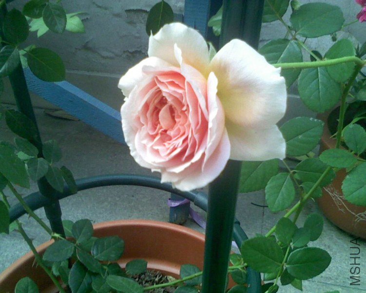 IMG0924073501.jpg