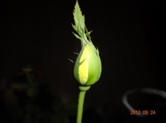 QQ��ͼ20120924105029.JPG