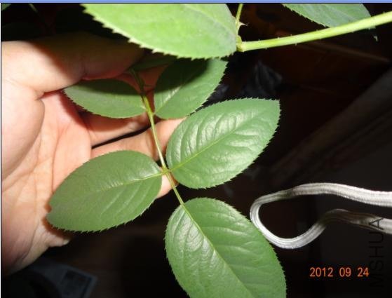 QQ��ͼ20120924105038.JPG