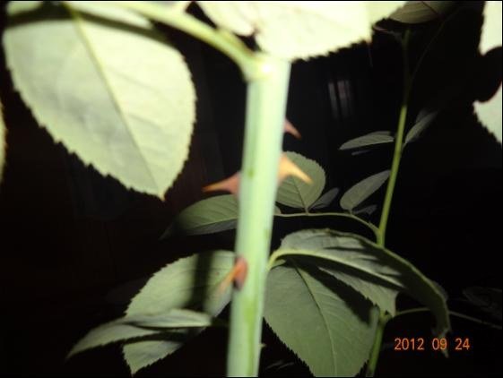 QQ��ͼ20120924105104.JPG