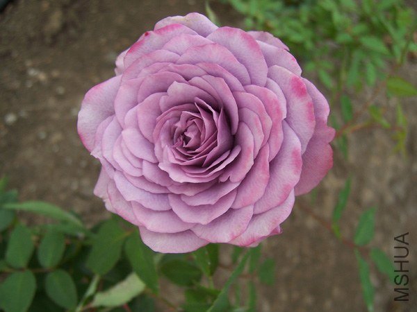 100_7700.jpg