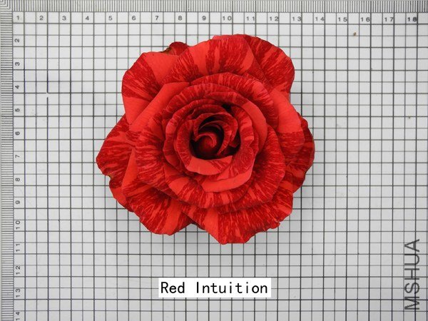 B304Red Intuition.jpg