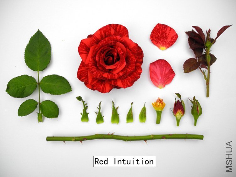B304Red Intuition2.jpg