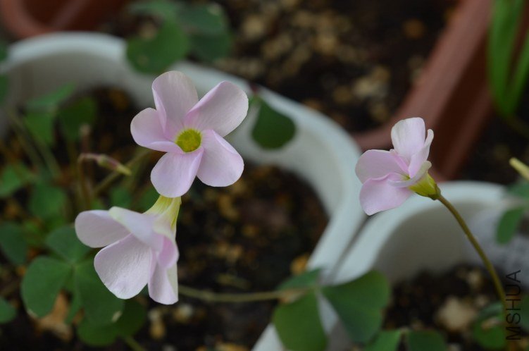 Oxalis puppy love 01 20120924 008.JPG