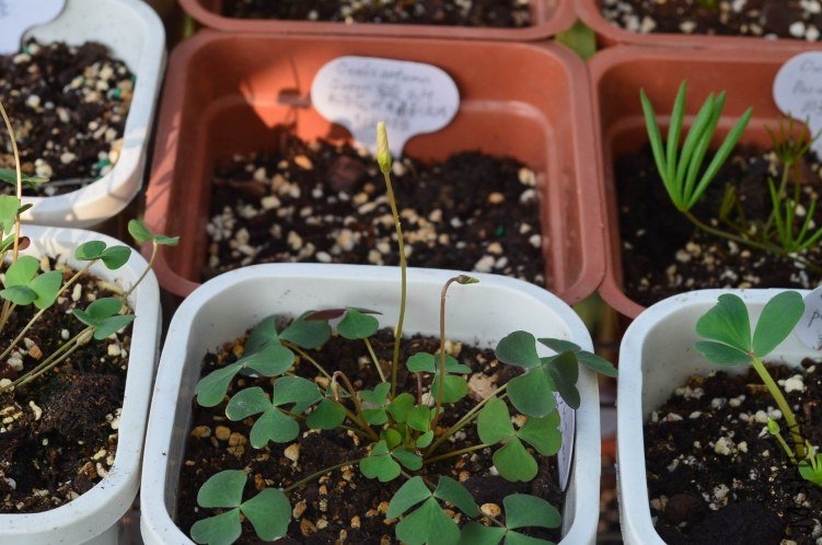 Oxalis puppy love 02 20120923 001.JPG