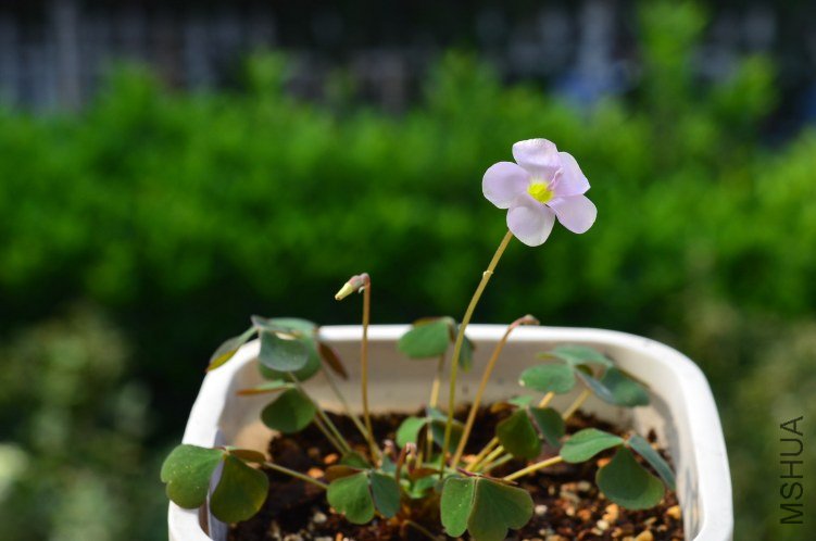 Oxalis puppy love 02 20120924 005.JPG