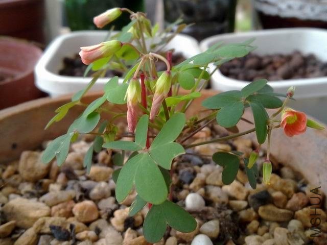 ������С 201209243802.jpg