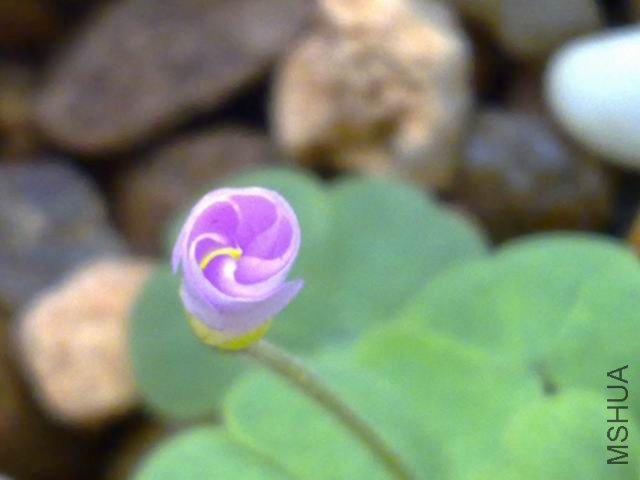 ������С 201209243796.jpg