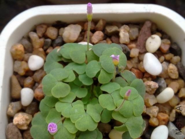 ������С 201209243791.jpg