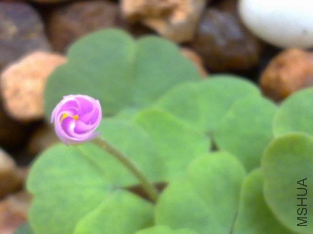 ������С 201209243794.jpg