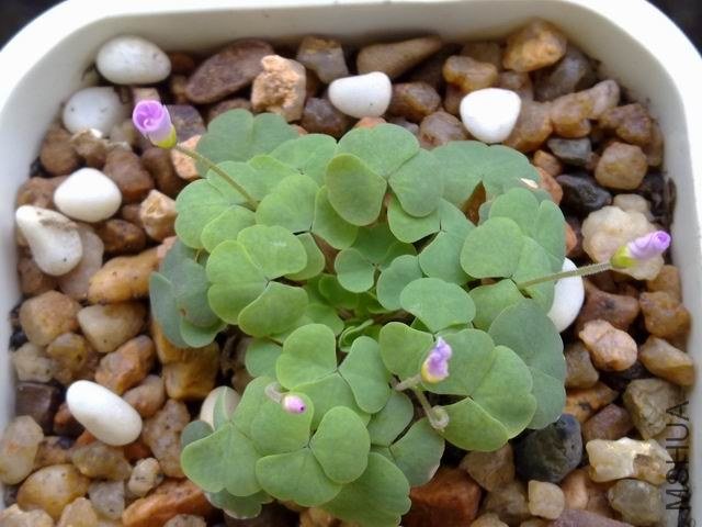 ������С 201209243792.jpg