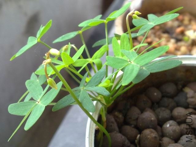 ������С 201209243799.jpg