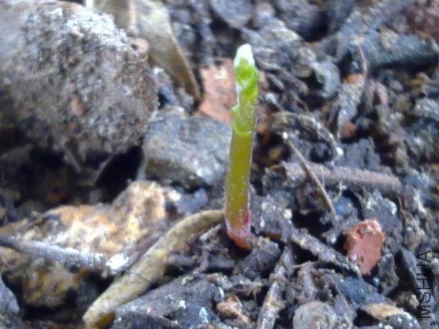 ������С 201209243787.jpg