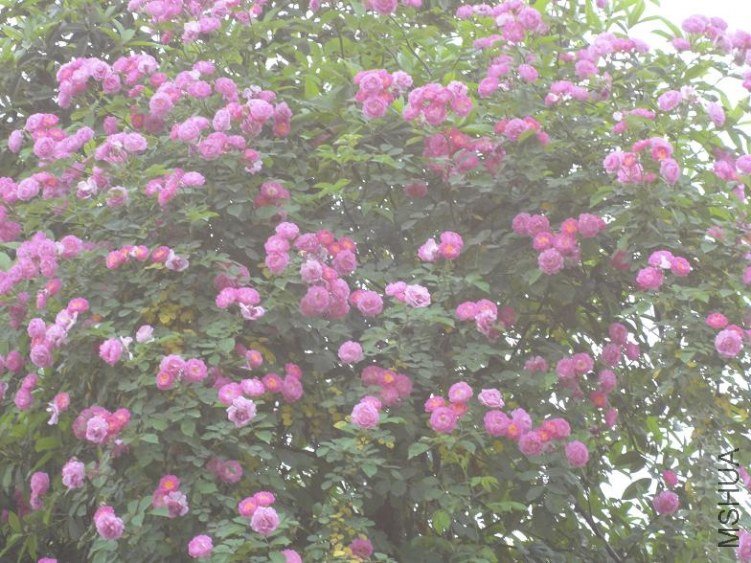 DSC00692.JPG