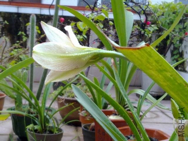 ������С 201209253865.jpg