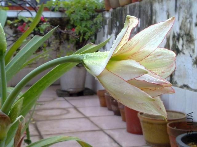 ������С 201209253855.jpg