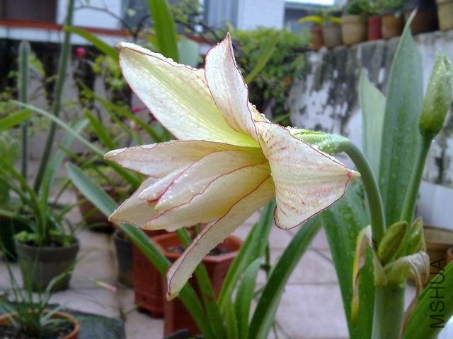 ������С 201209253862.jpg