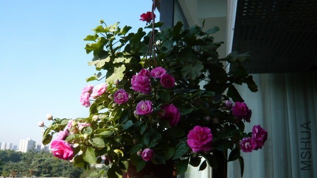 L1160973 (640x360).jpg