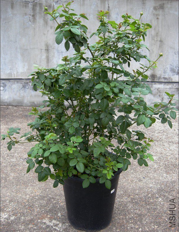 ����˹���.����