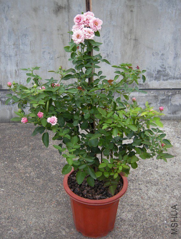 ��ͷ����