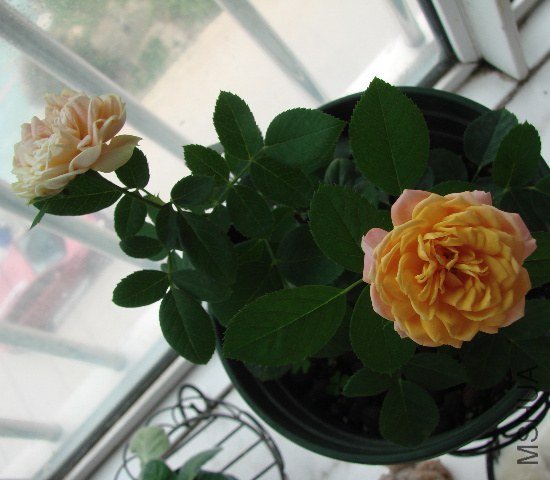 DSC06545.JPG
