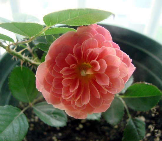 DSC07213.JPG