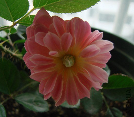 DSC07461.JPG