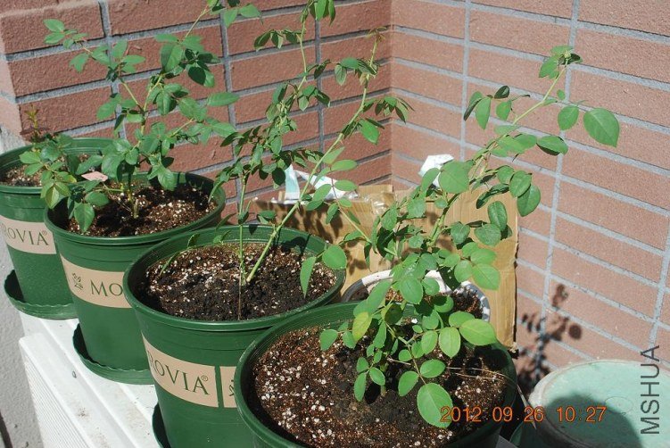 ��ǩ����һ������