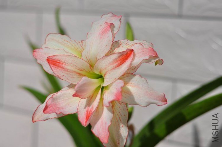 ������С DSC_0062.JPG