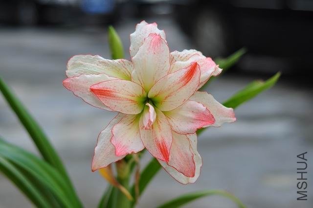 ������С DSC_0063.JPG