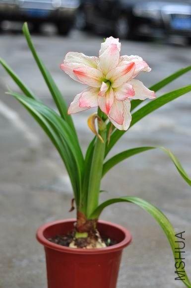 ������С DSC_0064.JPG