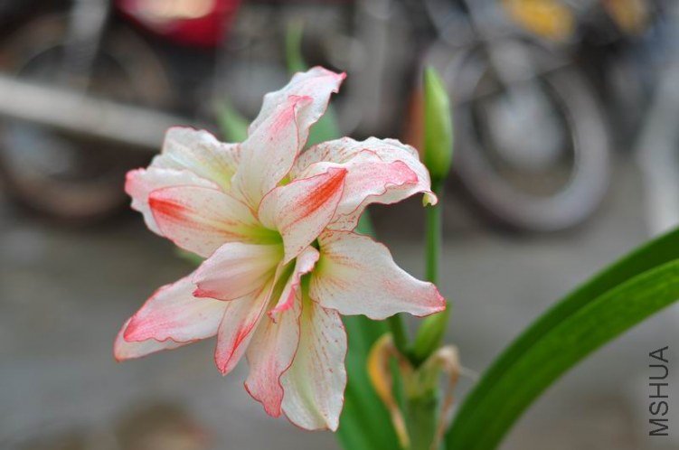 ������С DSC_0065.JPG