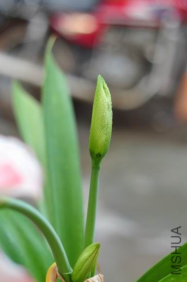 ������С DSC_0066.JPG