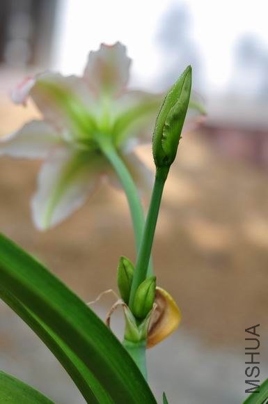 ������С DSC_0067.JPG