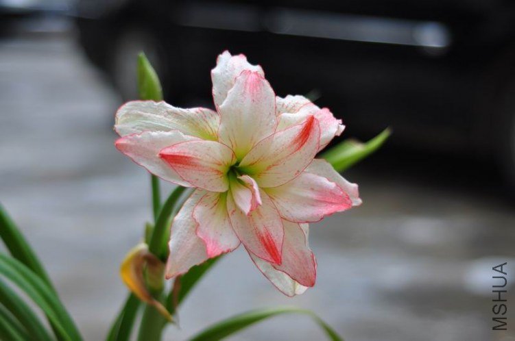 ������С DSC_0069.JPG