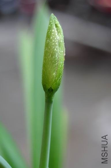 ������С DSC_0072.JPG