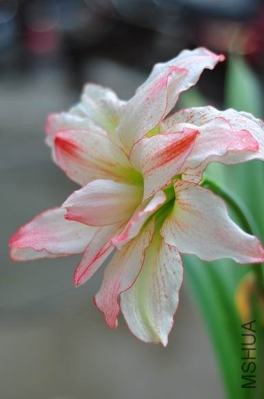 ������С DSC_0073.JPG