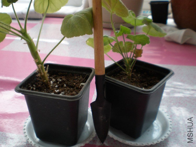 P1010006.JPG