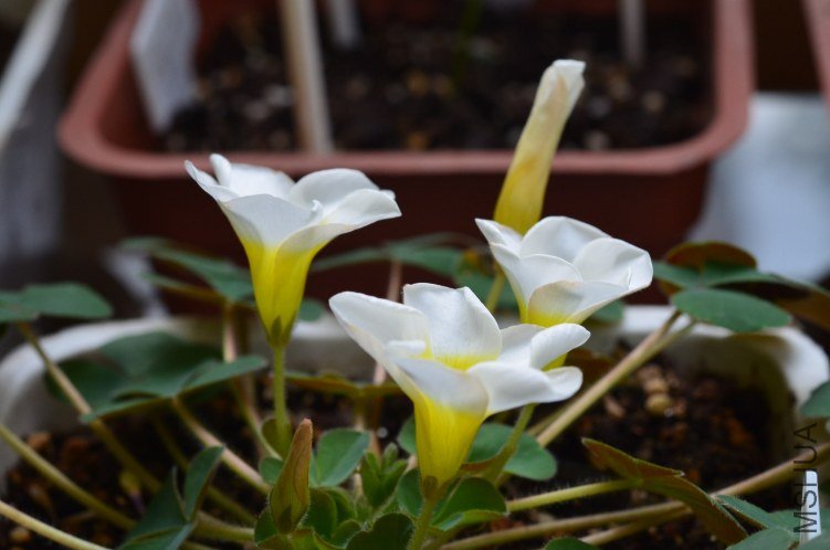 Oxalis purpurea alba red back�����׻ƺ�Ҷ��20120926 001.JPG
