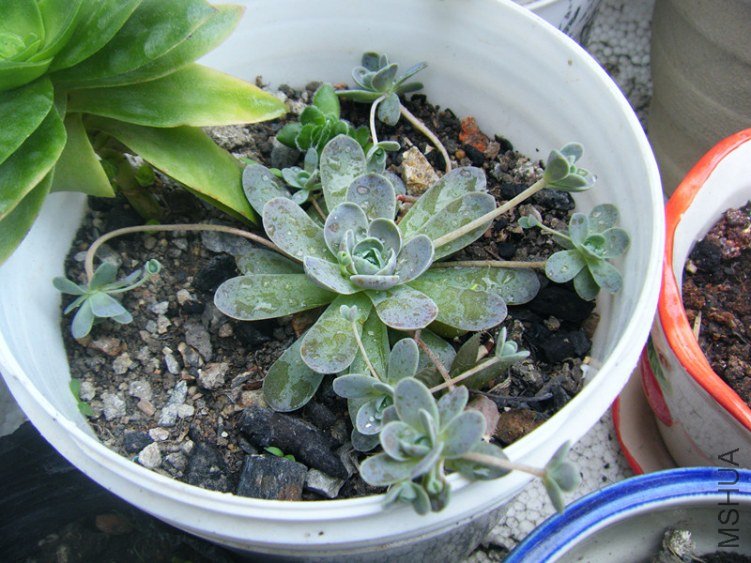 DSCF7375_����.jpg