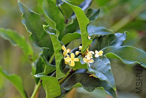 _DSC6600_SS.jpg