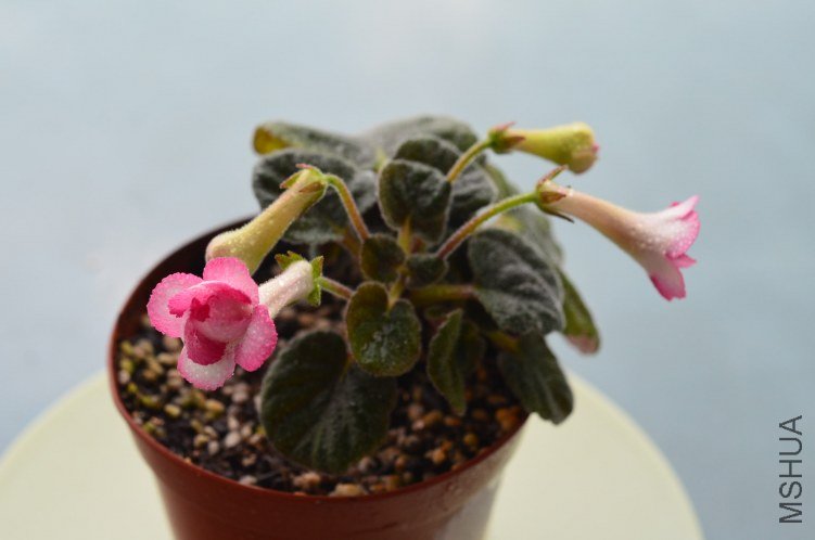 ����sinn lisa�ذ�20120926 001.JPG