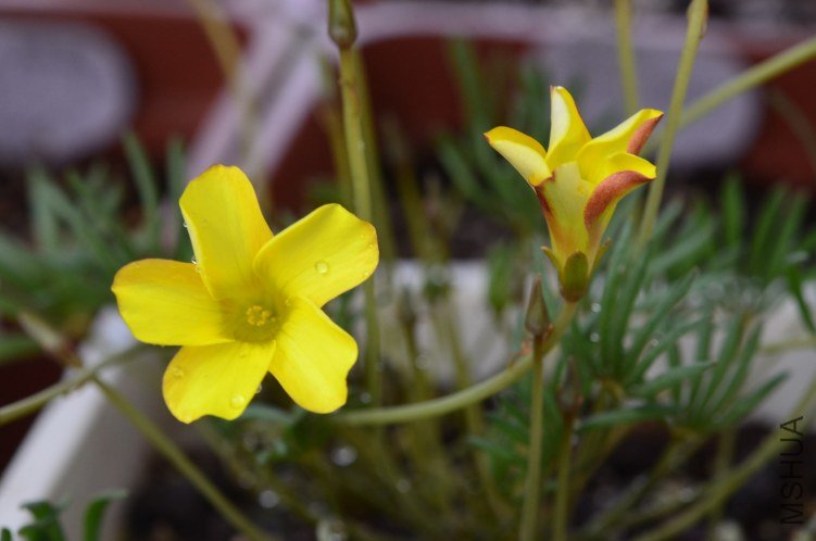 Oxalis namaquensis��˫ɫ20120927 004.JPG