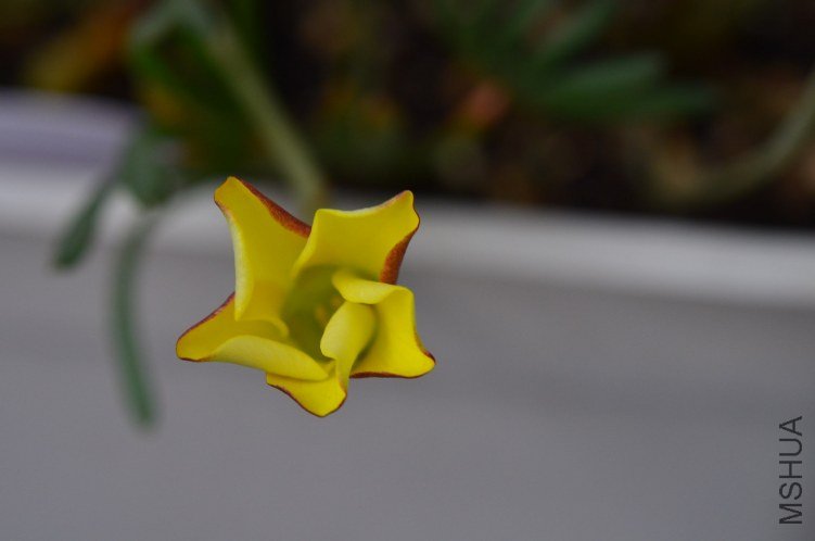 Oxalis namaquensis��˫ɫ20120927 005.JPG