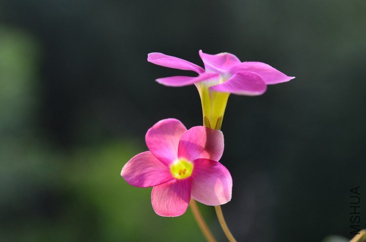 Oxalis depressa pink 20120924 005.JPG